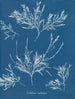 del ghiaccio sul naso - Anna Atkins — vista dell’opera
