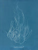 Gigartina acicularis - Anna Atkins — vista dell’opera