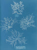 Gigartina acicularis a de beaux fruits - Anna Atkins — vista dell’opera
