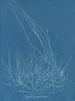 Gigartina confervoides - Anna Atkins — vista dell’opera