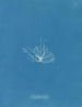 Gigartina erecta - Anna Atkins — vista dell’opera