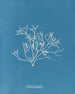 Gigartina pistillata - Anna Atkins — vista dell’opera