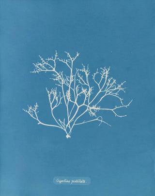 Anna Atkins - Gigartina pistillata.webp