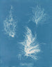Gigartina piegato - Anna Atkins — vista dell’opera