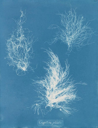 Anna Atkins - Gigartina plicata.webp