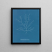 Gigartina purpurascens - Anna Atkins — quadro incorniciato alla parete