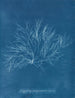 Rosa viola gigante in frutto - Anna Atkins — vista dell’opera
