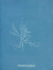 Gloiosiphonia capillaris - Anna Atkins — vista dell’opera