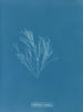 Griffithsia corallina - Anna Atkins — vista dell’opera