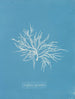 Griffithsia equisetifolia - Anna Atkins — vista dell’opera