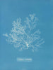 Griffithsia multifida - Anna Atkins — vista dell’opera