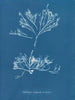 Halidrys siliquosa - Anna Atkins — vista dell’opera