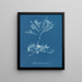 Halidrys siliquosa - Anna Atkins — quadro incorniciato alla parete