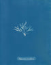 Halymenia furcellaria - Anna Atkins — vista dell’opera