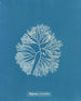Halymenia furcellata - Anna Atkins — vista dell’opera