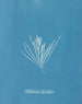 Hylemenia ligulata - Anna Atkins — vista dell’opera