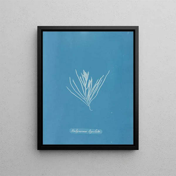Anna Atkins - Halymenia ligulata.webp