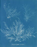Halymenia ligulata var. dichotome - Anna Atkins — vista dell’opera