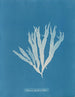 Halymenia ligulata var. latifolia - Anna Atkins — vista dell’opera