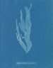 Halymenia ligulata var. ramentacea - Anna Atkins — vista dell’opera