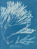 Halyséris polypodioides - Anna Atkins — vista dell’opera