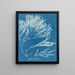 Halyséris polypodioides - Anna Atkins — quadro incorniciato alla parete