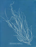 Helminthocladia Griffithsiana - Anna Atkins — vista dell’opera