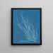 Helminthocladia Griffithsiana - Anna Atkins — quadro incorniciato alla parete