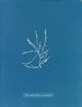 Helminthocladia vermicularis - Anna Atkins — vista dell’opera