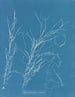 Helminthocladia virescens - Anna Atkins — vista dell’opera