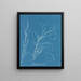 Helminthocladia virescens - Anna Atkins — quadro incorniciato alla parete
