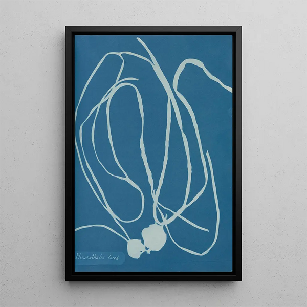 Anna Atkins - Himanthalia lorea.webp
