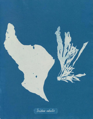 Anna Atkins - Irida edulis.webp
