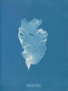 Kalymenia Dubyi - Anna Atkins — vista dell’opera
