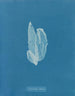La laminaire est faible - Anna Atkins — vista dell’opera