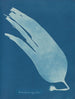 Laminaire digitée - Anna Atkins — vista dell’opera