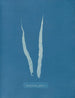 Fascia laminare - Anna Atkins — vista dell’opera