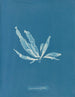 Laminaria phyllitis - Anna Atkins — vista dell’opera