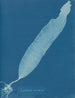 Laminaria saccharina - Anna Atkins — vista dell’opera