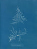 Laurencia dasyphylla - Anna Atkins — vista dell’opera