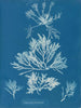 Laurencia pinnatifida - Anna Atkins — vista dell’opera