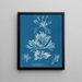 Laurencia pinnatifida - Anna Atkins — quadro incorniciato alla parete