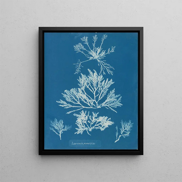 Anna Atkins - Laurencia pinnatifida.webp