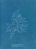 Laurencia pinnatifida en angusta - Anna Atkins — vista dell’opera