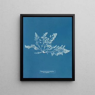 Anna Atkins - Laurencia pinnatifida var angusta.webp