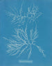Laurence è molto magro - Anna Atkins — vista dell’opera