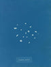 Bordure de lichen - Anna Atkins — vista dell’opera