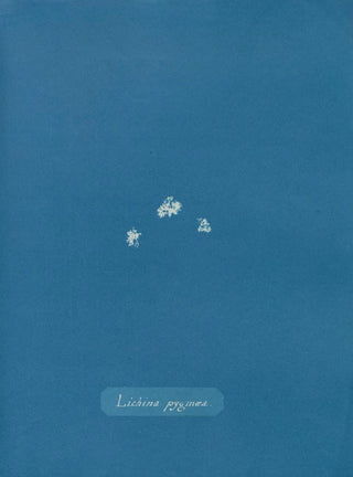Anna Atkins - Lichina pygma.webp