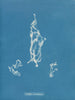 Lyngbya Carmichaelii - Anna Atkins — vista dell’opera