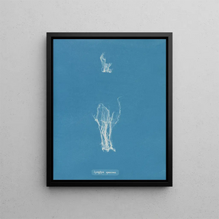 Anna Atkins - Lyngbya speciosa.webp